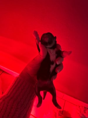 CHIOT 2 - Shiba
