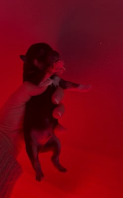 CHIOT 5 - Shiba