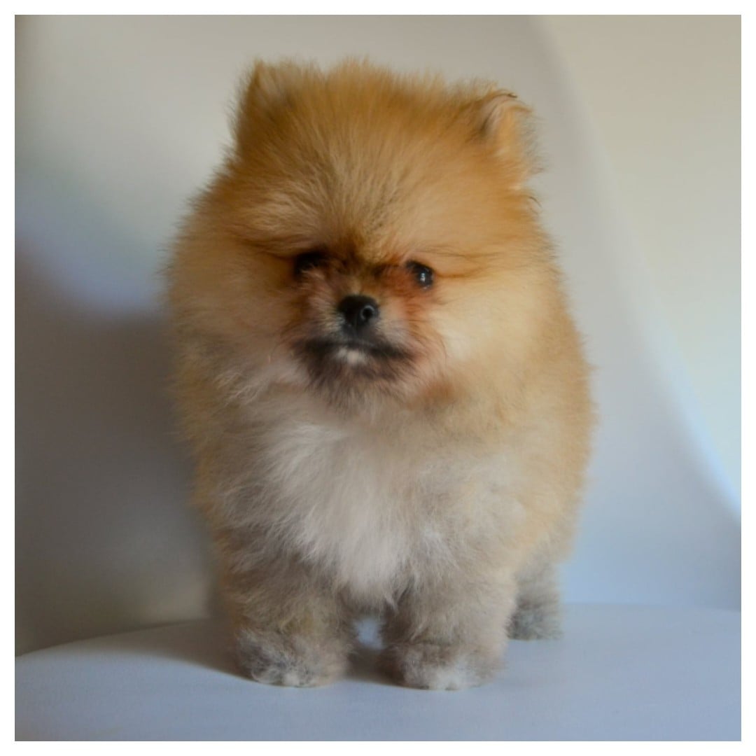 Spitz allemand - (Sans Affixe)