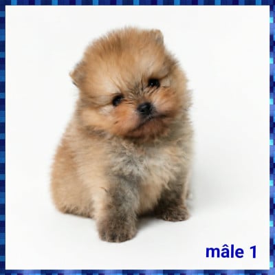 Les chiots de Spitz allemand