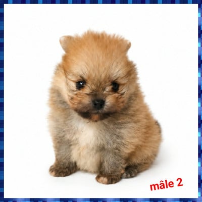 Les chiots de Spitz allemand