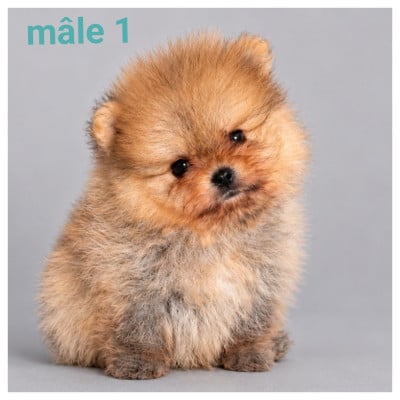 Les chiots de Spitz allemand