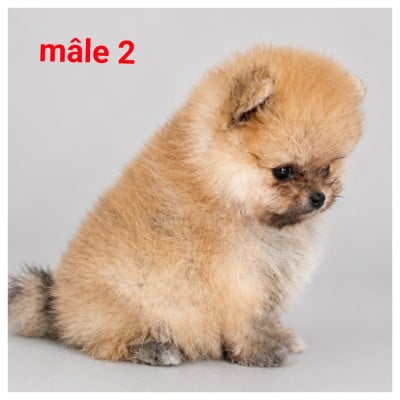 Les chiots de Spitz allemand