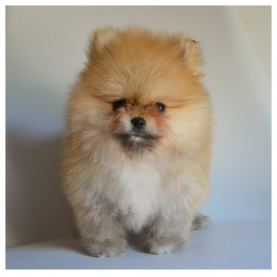 Les chiots de Spitz allemand