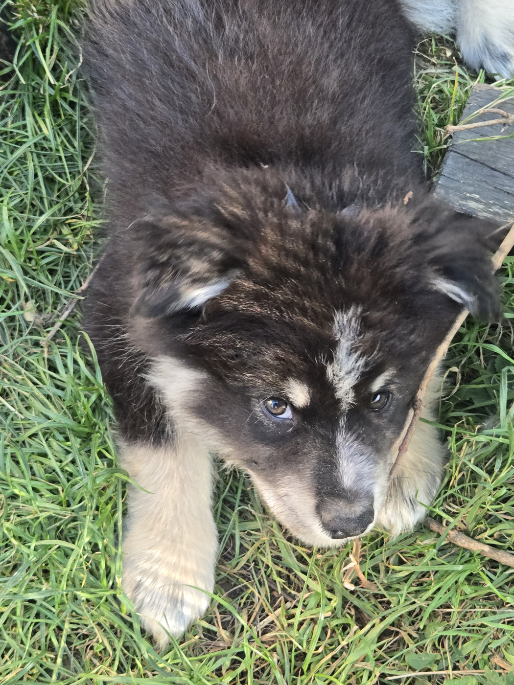 Bjorn - Chien finnois de Laponie