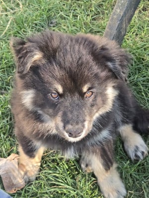 Les chiots de Chien finnois de Laponie