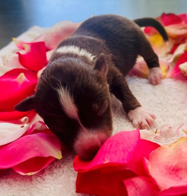 Les chiots de Berger Américain Miniature