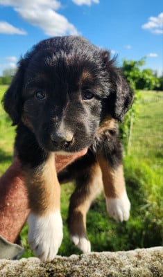 Les chiots de Berger des Alpes et de Savoie