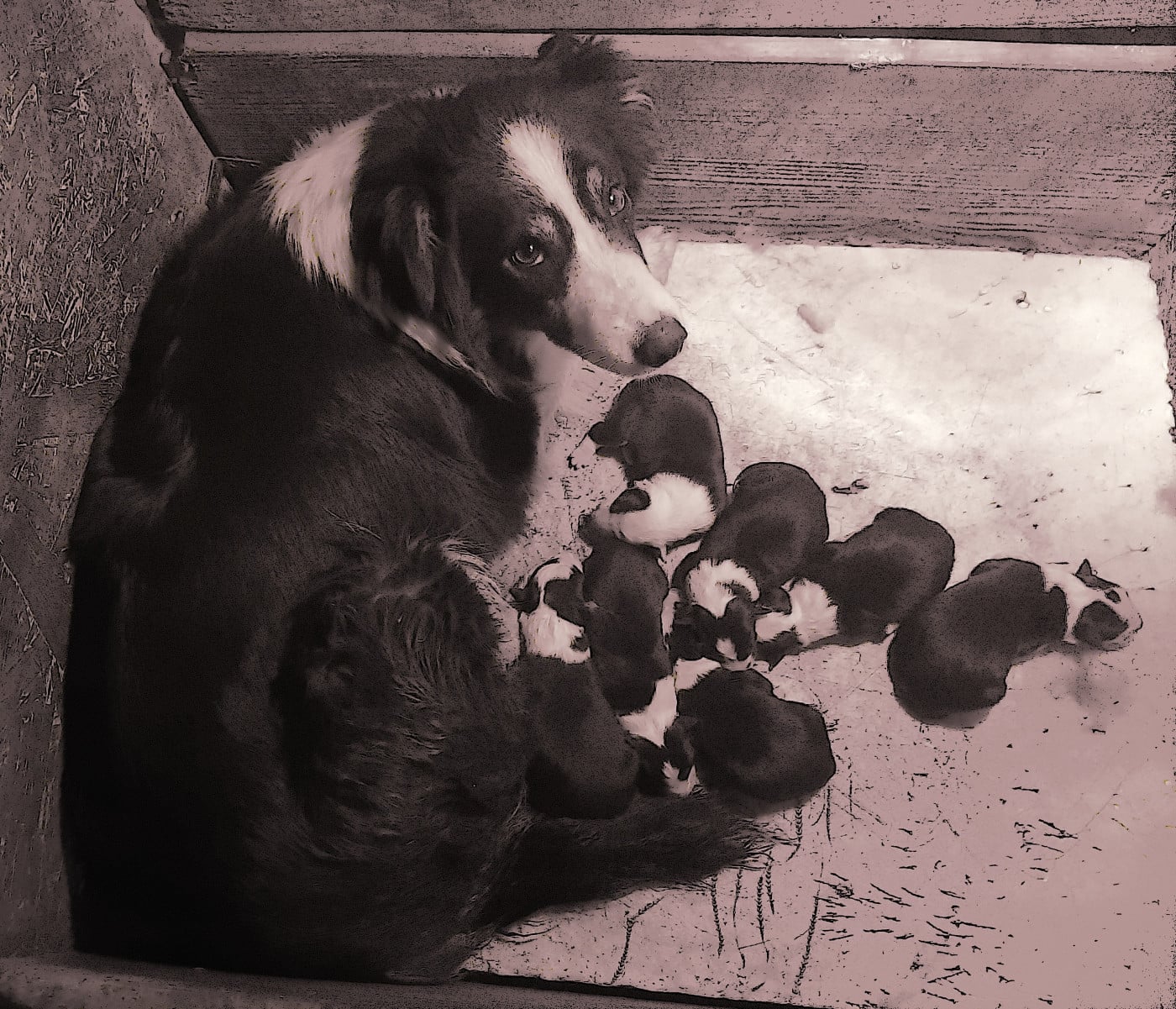 Chiot N°1 - Border Collie