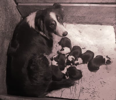 Les chiots de Border Collie