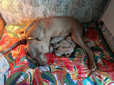 Les chiots de Braque de Weimar