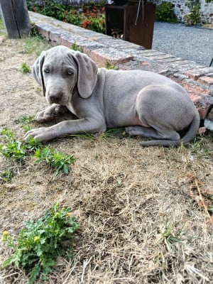 Les chiots de Braque de Weimar