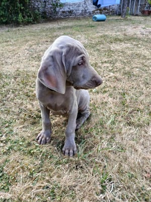Les chiots de Braque de Weimar