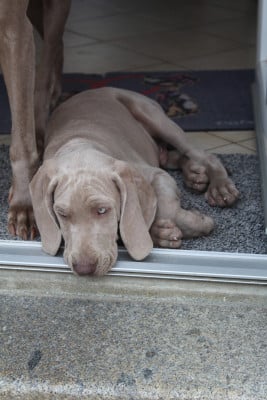 Les chiots de Braque de Weimar