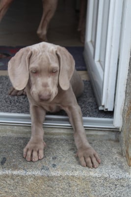 Les chiots de Braque de Weimar