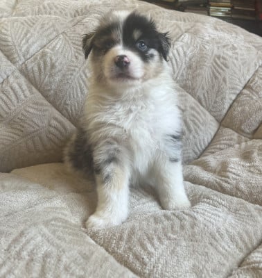 Les chiots de Berger Australien