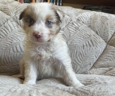 Les chiots de Berger Australien
