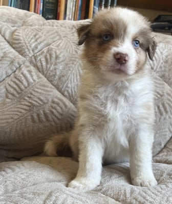 Les chiots de Berger Australien