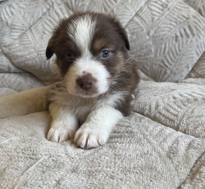 Les chiots de Berger Australien