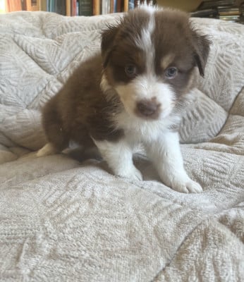 Les chiots de Berger Australien