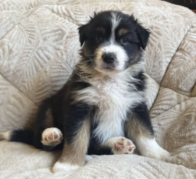 Les chiots de Berger Australien
