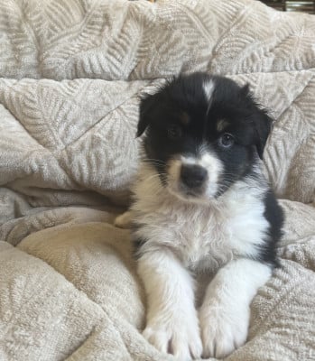 Les chiots de Berger Australien