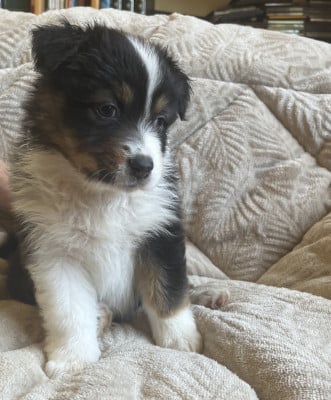 Les chiots de Berger Australien