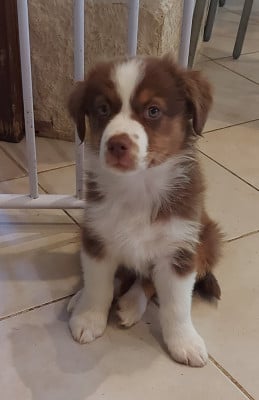 Les chiots de Berger Australien