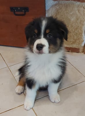 Les chiots de Berger Australien