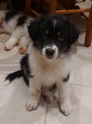 Les chiots de Berger Australien