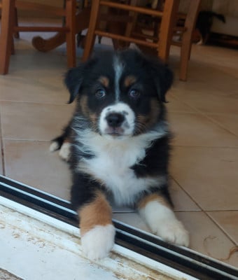 Les chiots de Berger Australien
