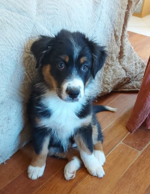 Les chiots de Berger Australien