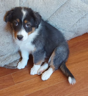 Les chiots de Berger Australien