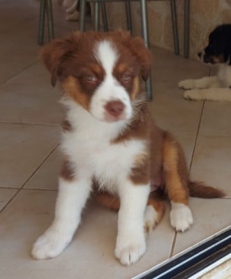 Les chiots de Berger Australien