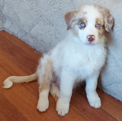 Les chiots de Berger Australien