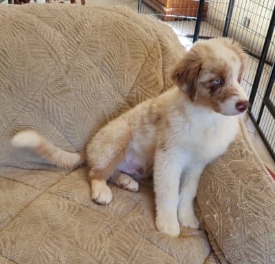 Les chiots de Berger Australien