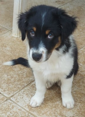 Les chiots de Berger Australien