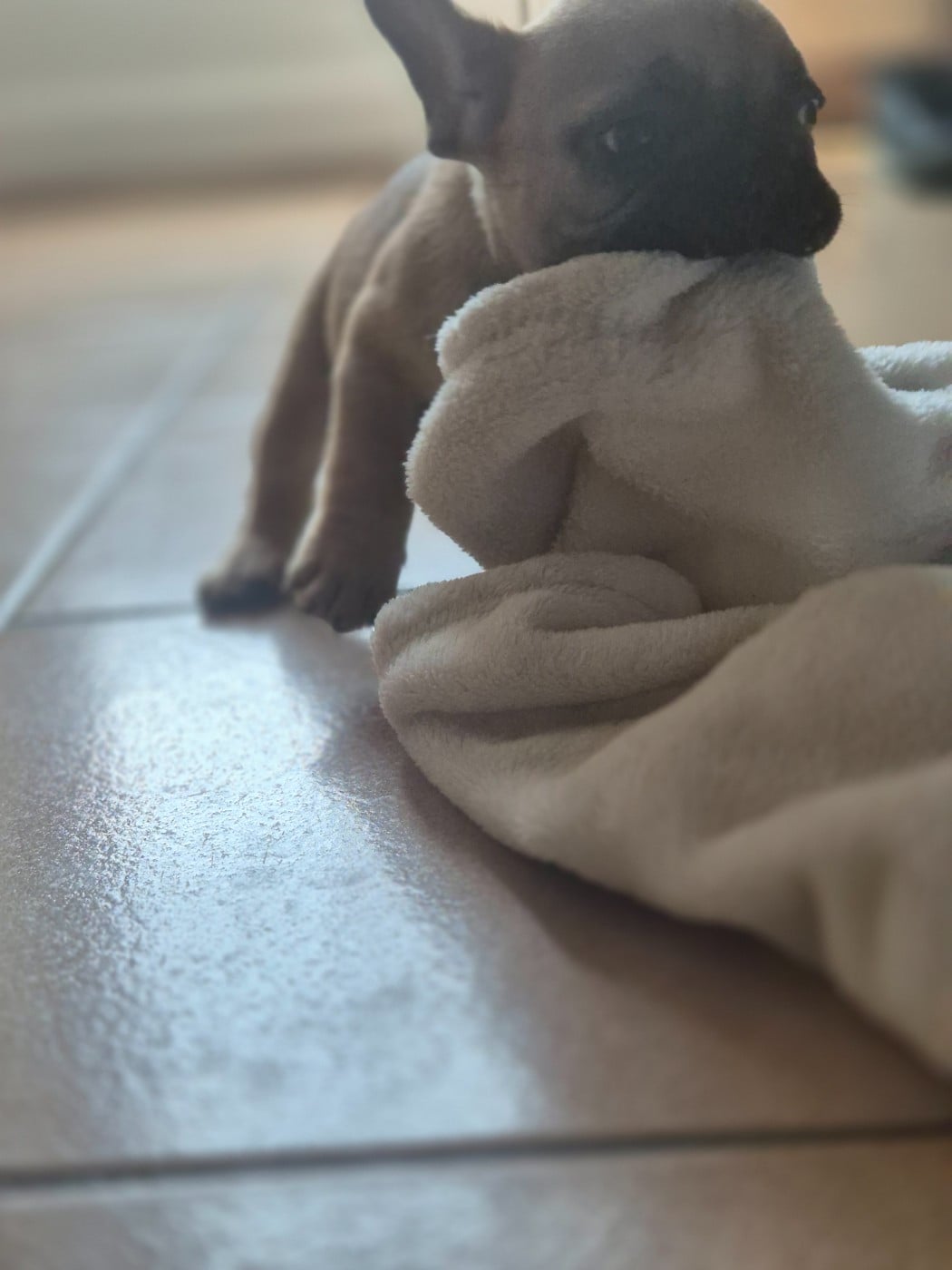 Bouledogue français - Le Domaine d'Oscar