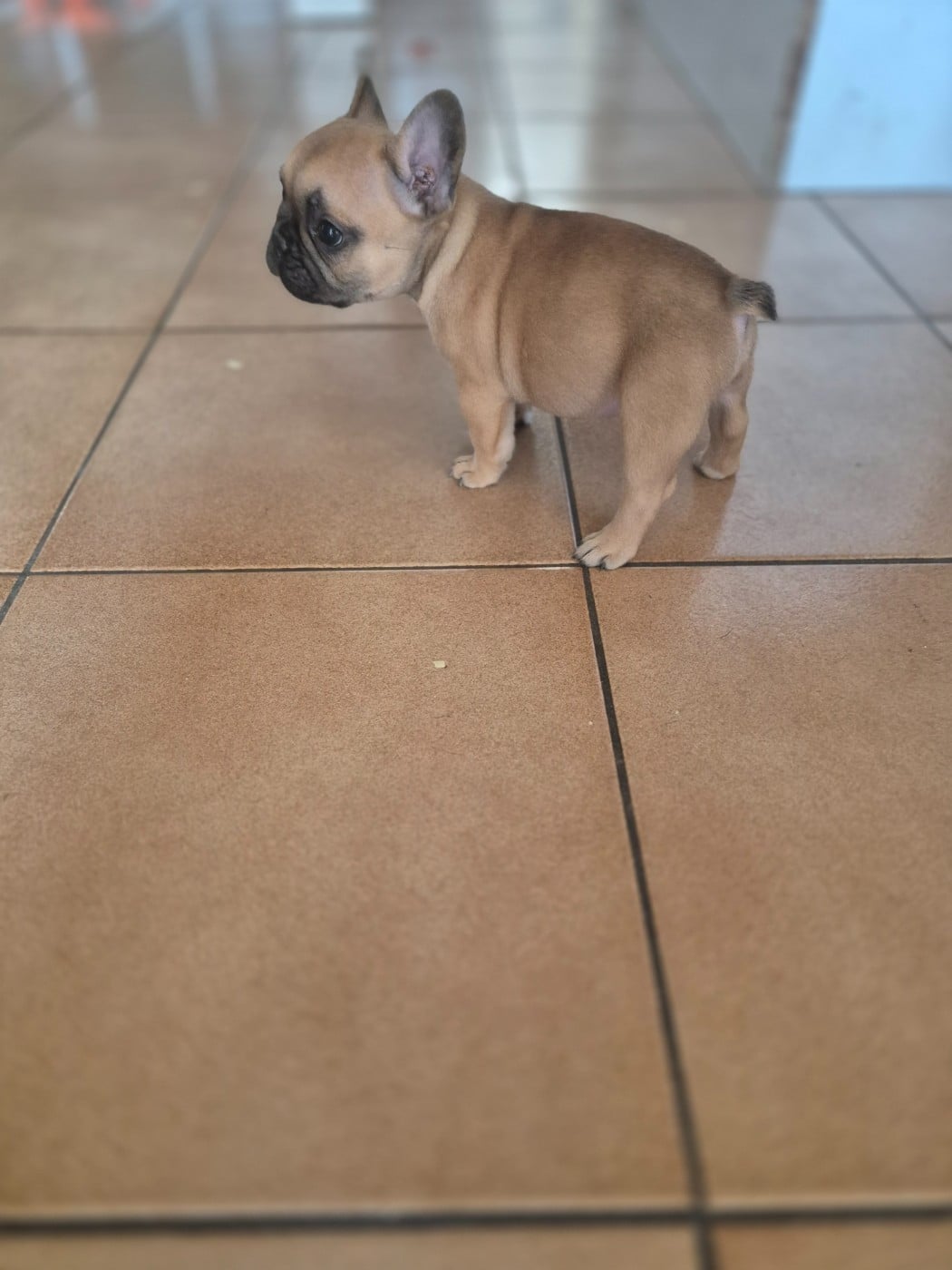 Bouledogue français - Le Domaine d'Oscar