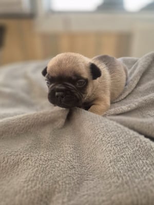 Les chiots de Bouledogue français