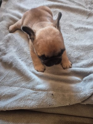 Les chiots de Bouledogue français