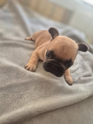 Les chiots de Bouledogue français