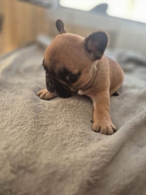 Les chiots de Bouledogue français