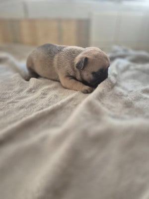 Les chiots de Bouledogue français