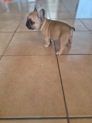 Les chiots de Bouledogue français