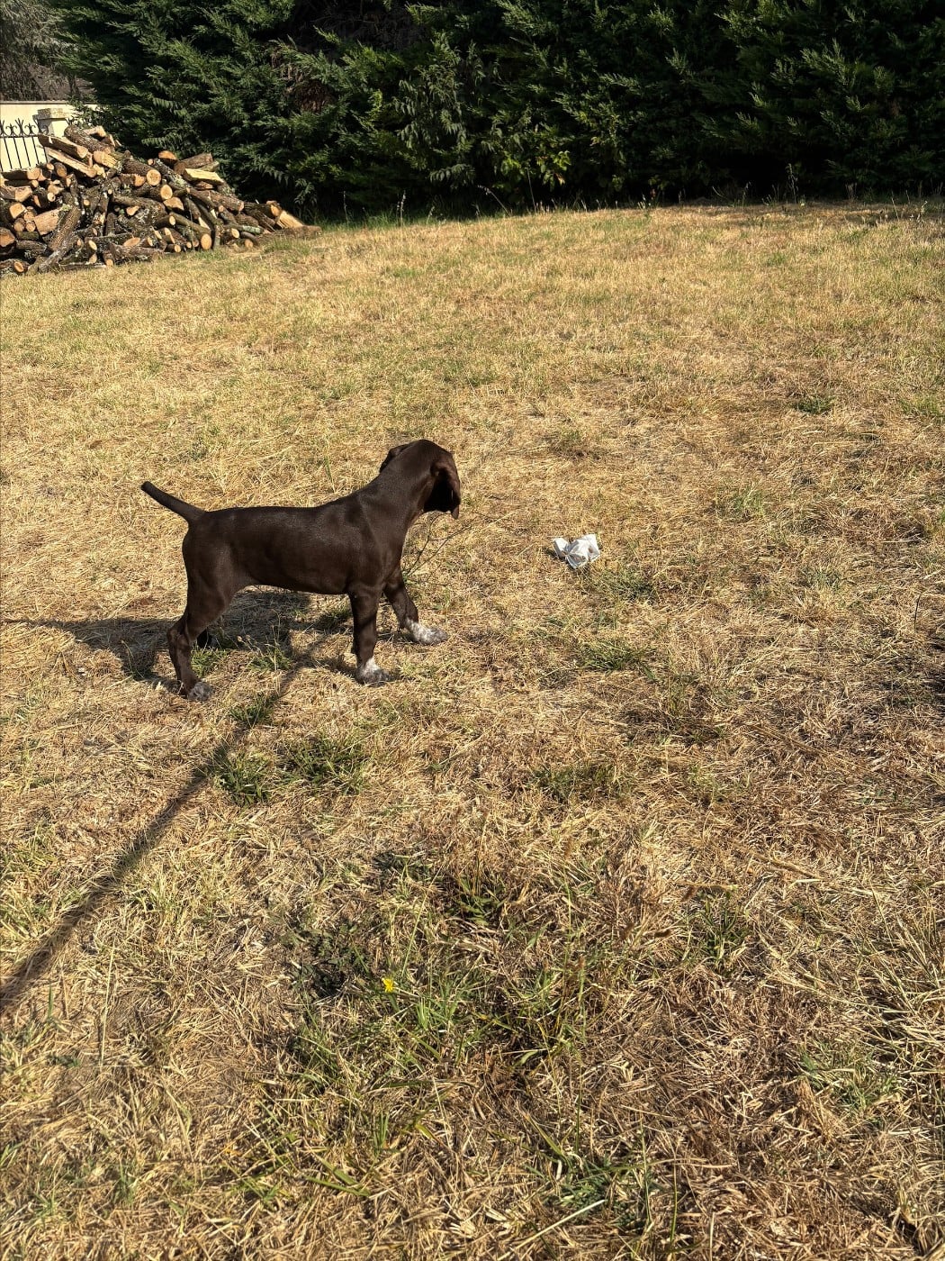 CHIOT 1