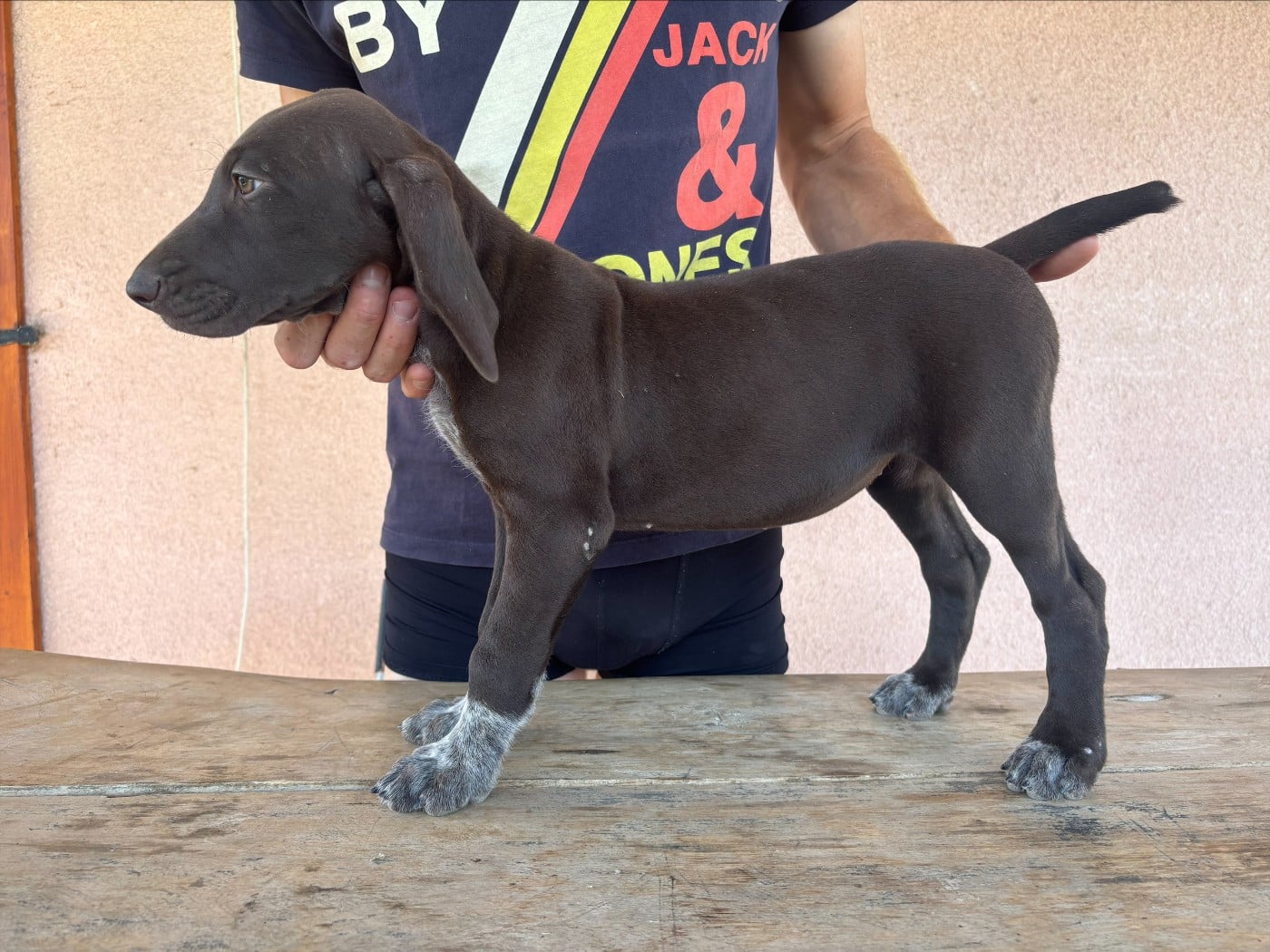 CHIOT 1