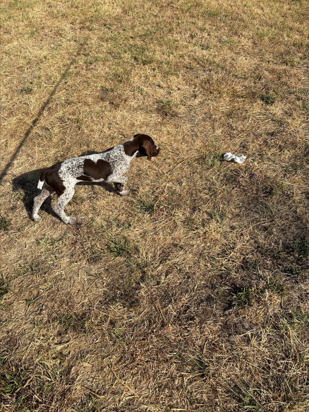 CHIOT 2
