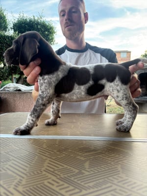 Les chiots de Braque allemand à poil court