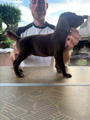 Les chiots de Braque allemand à poil court